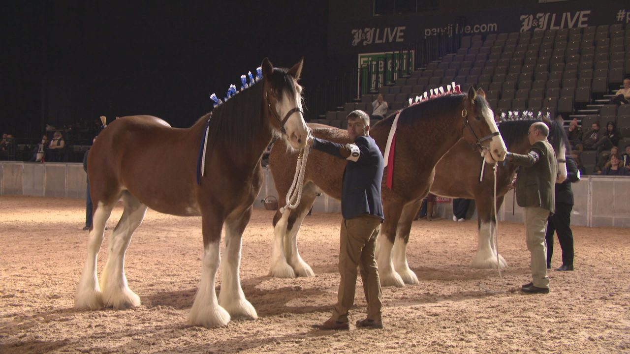 World Clydesdale Show makes its Scottish debut in Aberdeen STV News