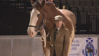 Clydesdale horses World Championships held in Aberdeen