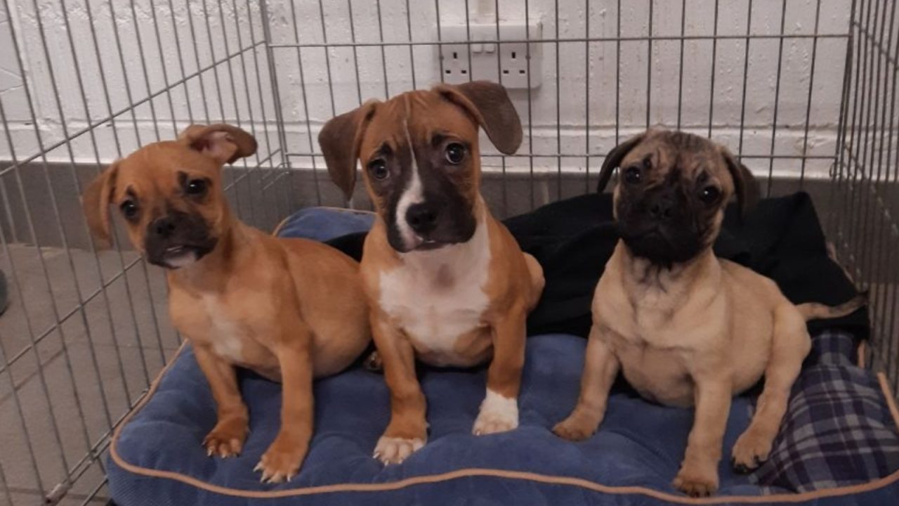 Three puppies found abandoned on country road ‘in great amount of distress’ in Scottish borders