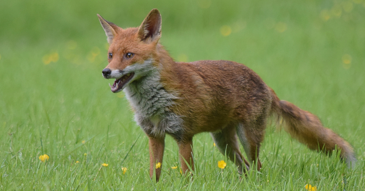 The bird flu has spread to mammals including foxes.
