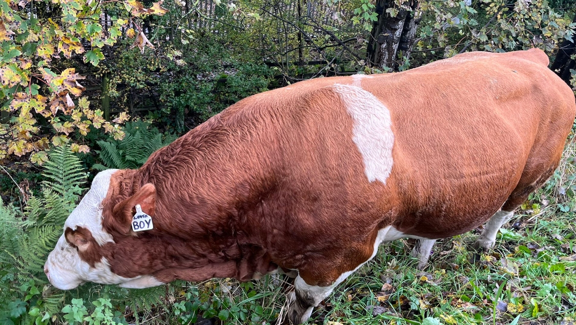 Delay warning after escaped bull wanders onto M8 motorway in Glasgow