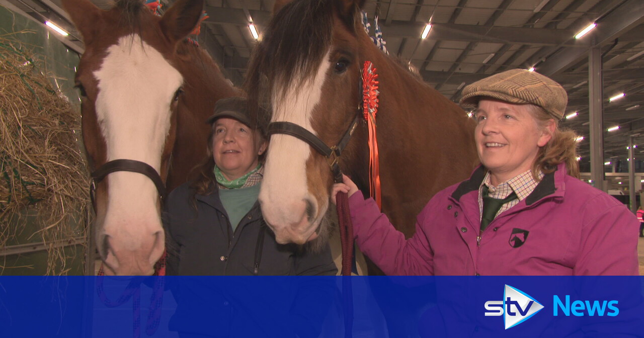 World Clydesdale Show makes its Scottish debut in Aberdeen STV News
