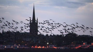 Thousands of pink-footed geese land in Montrose as they head south for winter