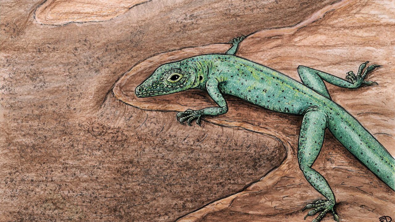 Scottish fossil found on Isle of Skye ‘sheds light on origin of lizards’