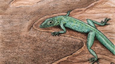 Scottish fossil found on Isle of Skye ‘sheds light on origin of lizards’