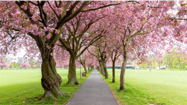 North Ayrshire Council to offer free ‘memory trees’ to bereaved families to help commemorate loved ones
