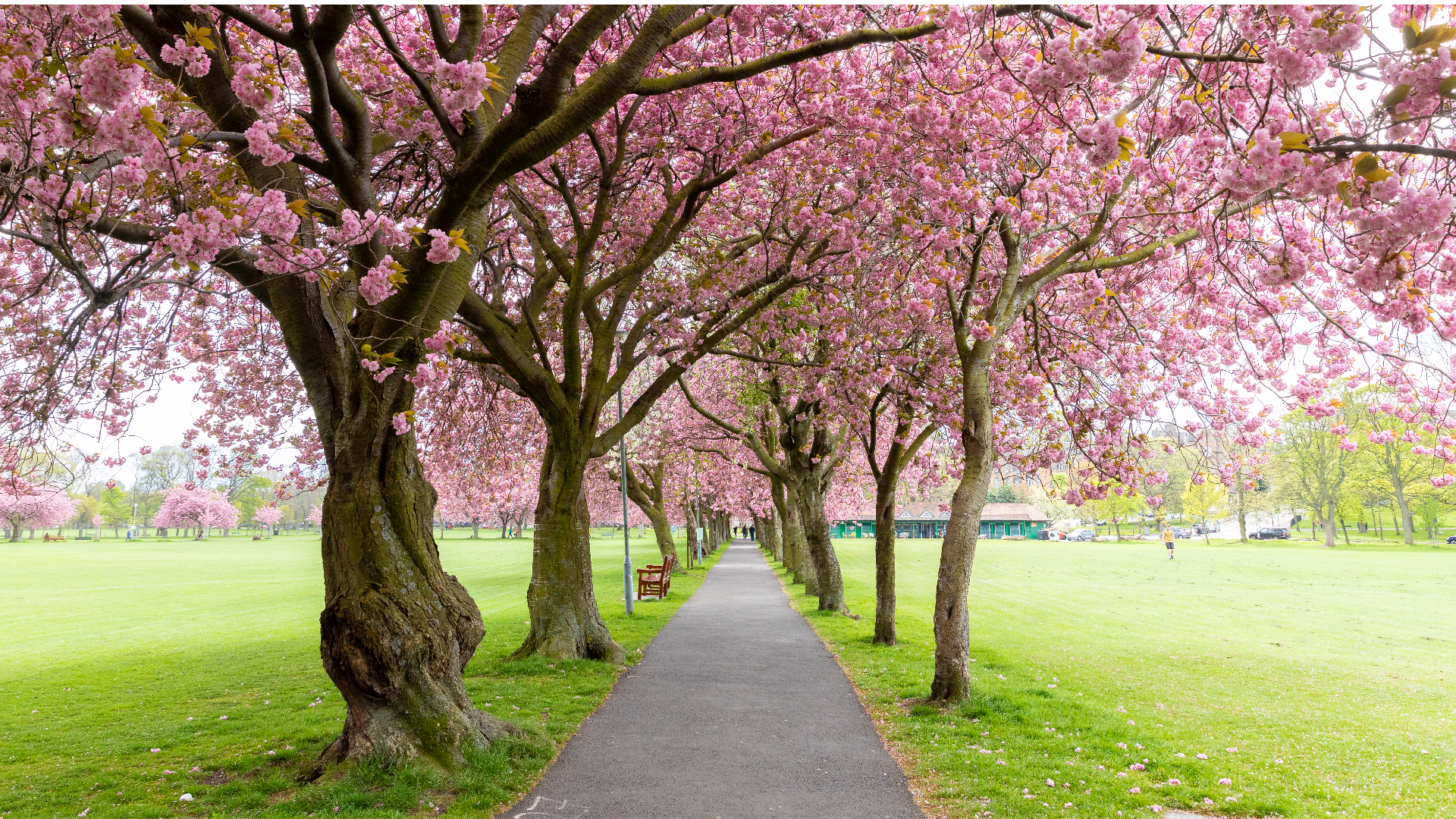 'These trees would have created a spectacular display of blossom in spring,' said Glasgow City Council’s head of parks and streetscene.