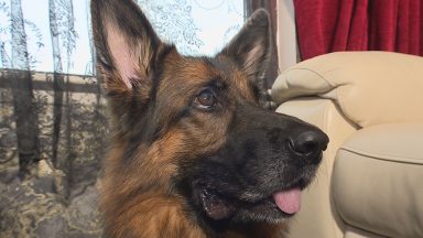 Number of rehomed animals has trebled in a year says SSPCA