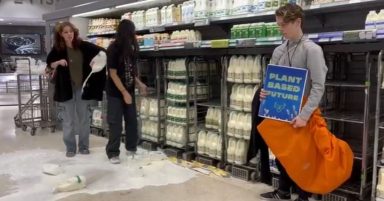 Animal Rebellion protestors pour milk over shop floors across UK