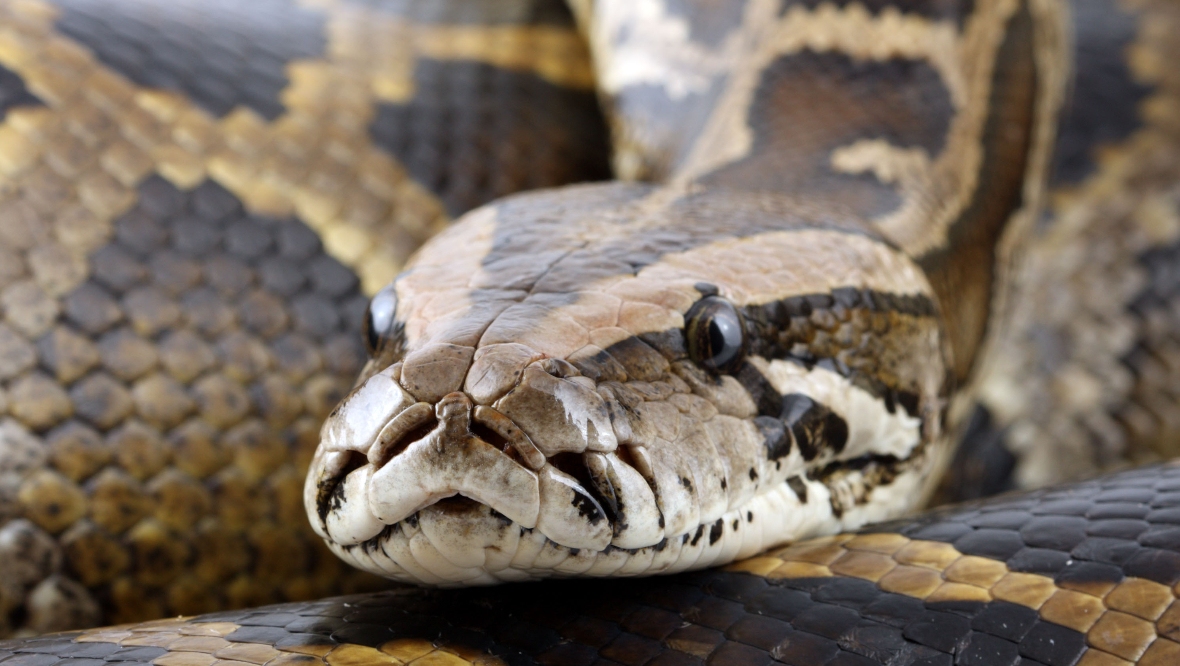 Missing woman in Indonesia found to have been eaten by 22-foot python while on way to work