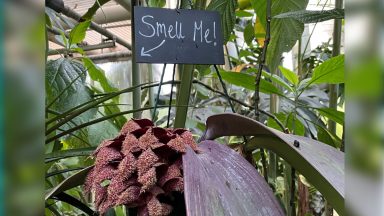 Flower in bloom at Cambridge University smells like ‘dead rats decomposing next to rotting fish’