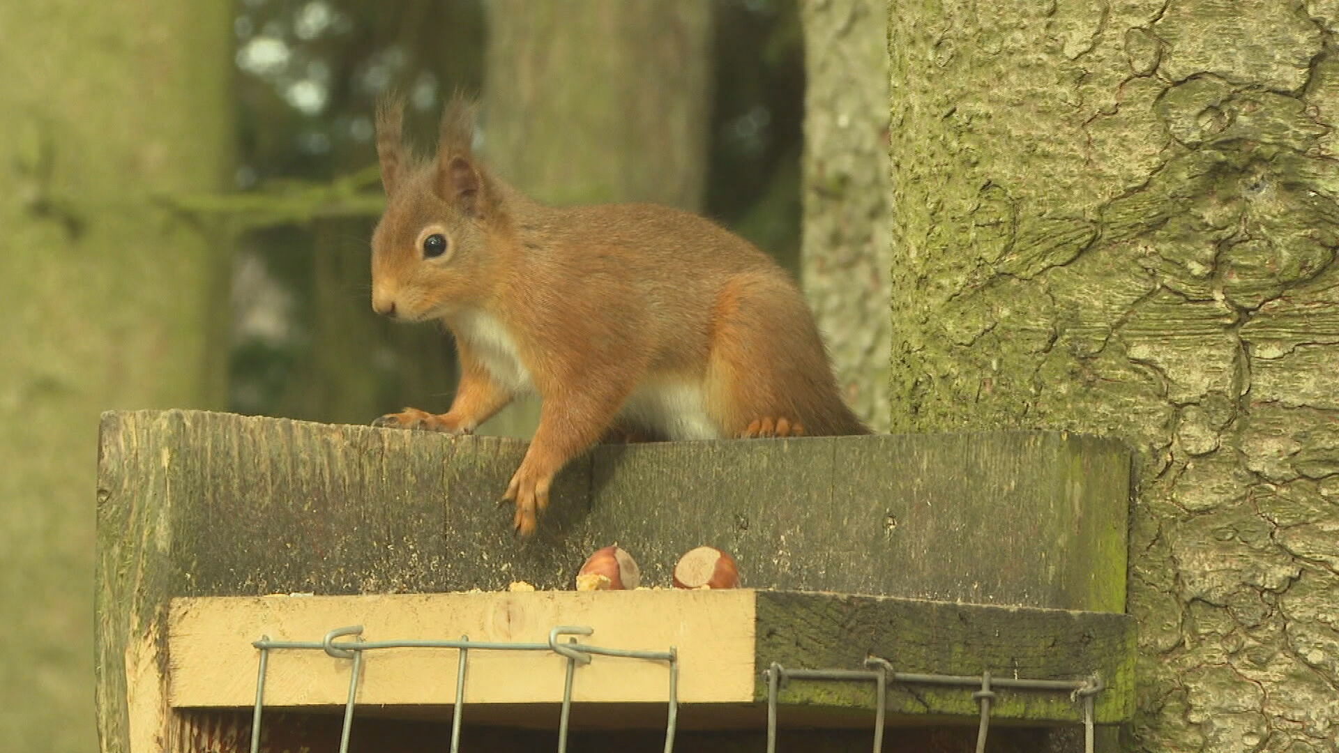 The red squirrel population is under threat