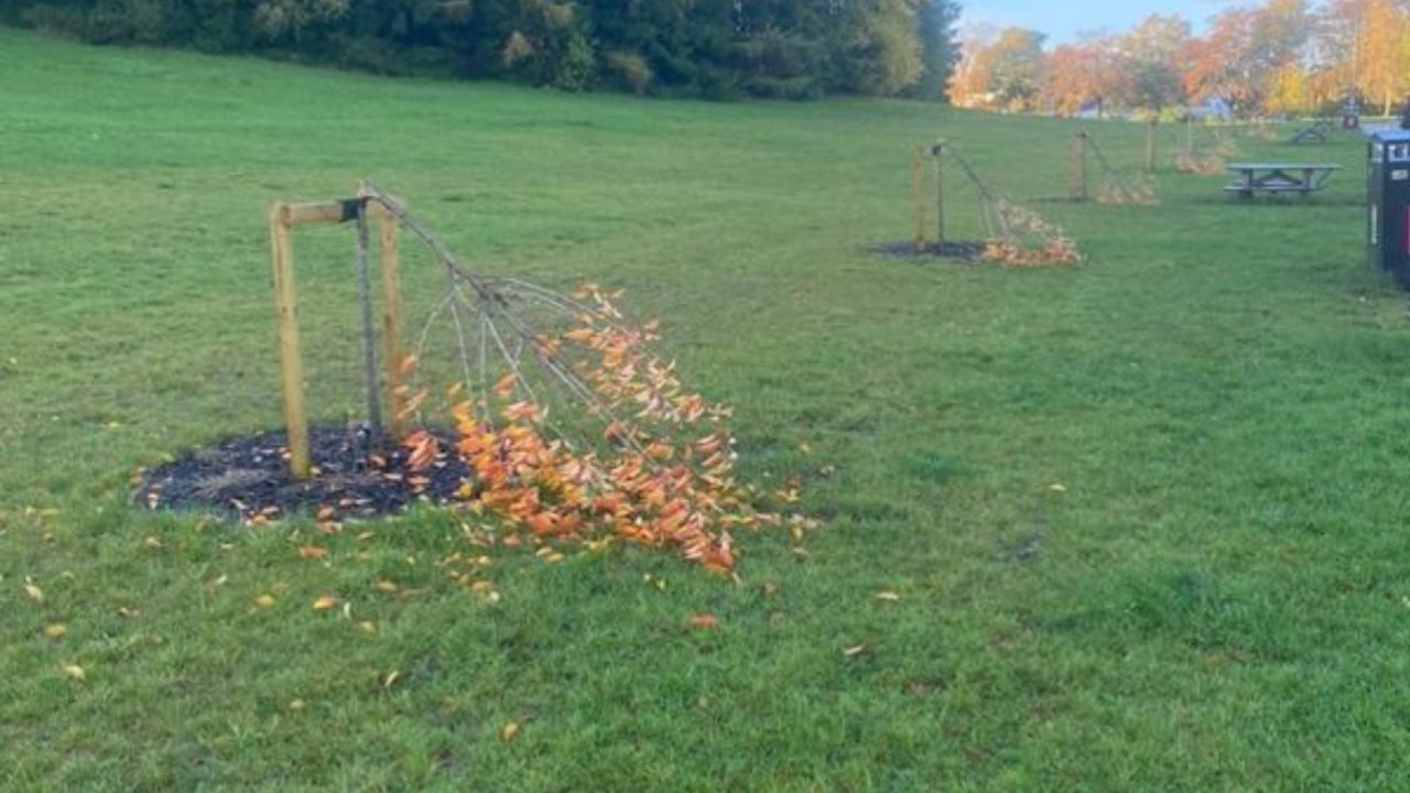 Teen charged with alleged vandalism after row of blossom trees snapped in Bellahouston Park in Glasgow