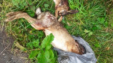 Hares found in bags after being shot near Loch Ardinning sparks investigation by charity