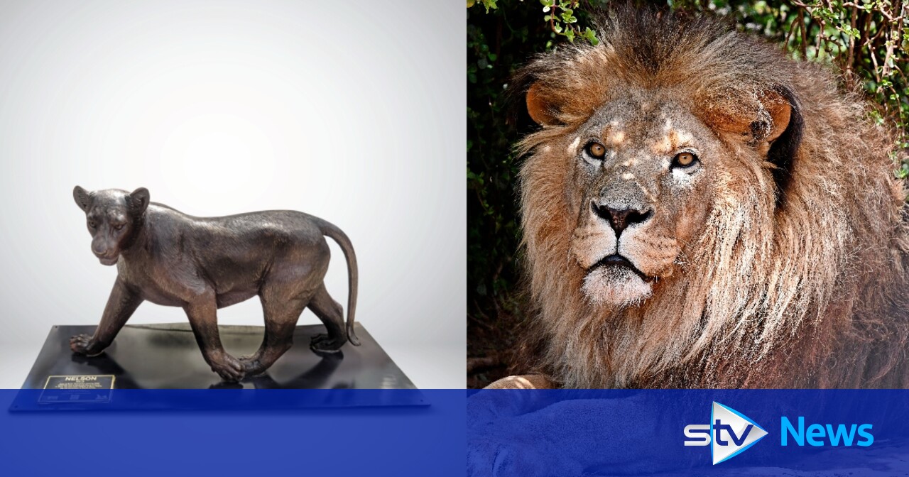 'Born Free': Wild lion sculptures brought to Edinburgh in bid to save species from extinction - Vimarsana News