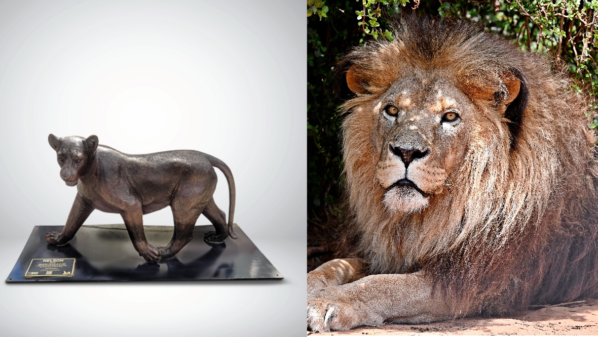‘Born Free’: Wild lion sculptures brought to Edinburgh in bid to save species from extinction