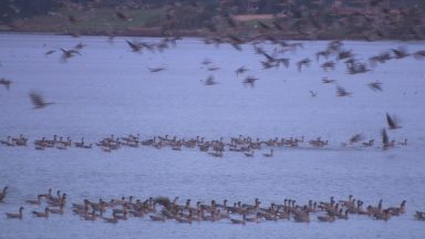 30,000 geese in Angus as more expected from annual migration