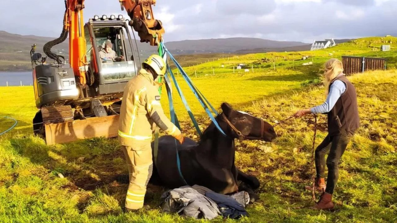 Horse trapped in septic tank on Isle of Skye rescued by volunteer firefighters