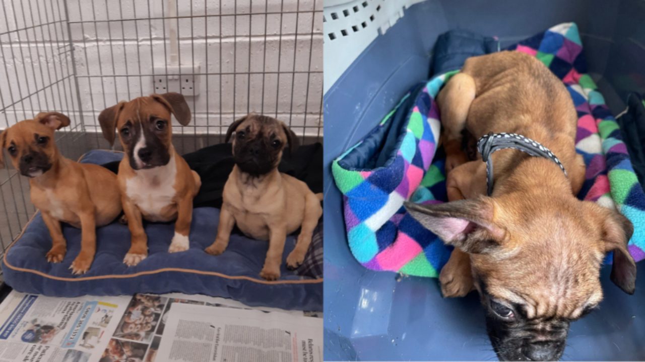Abandoned puppy found next to dead brother part of litter found earlier in Scottish Borders, SSPCA say