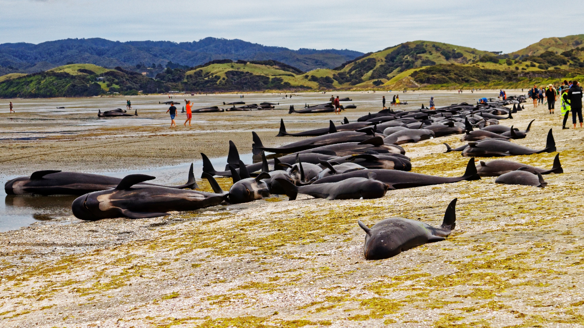 477 stranded whales die off New Zealand : NPR