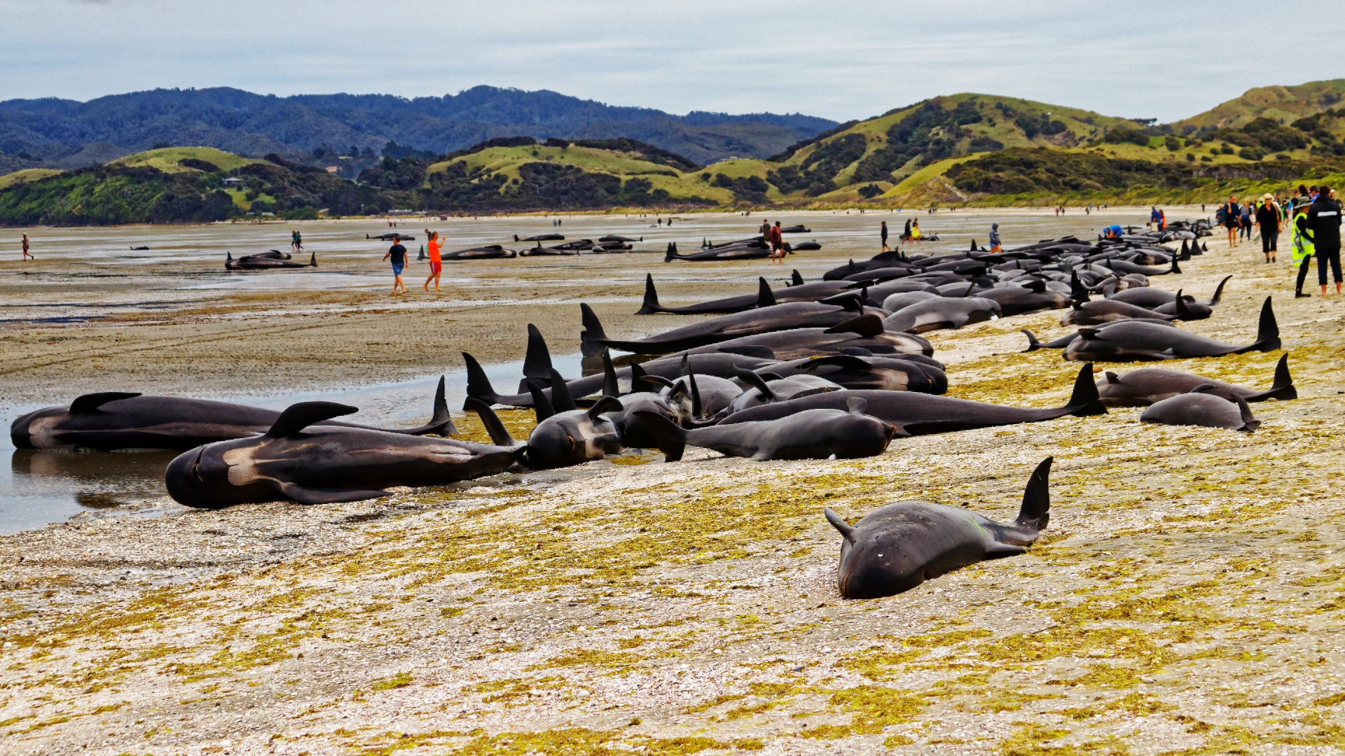 Australia Pilot Whales Death: 477 whales die in ''heartbreaking'' New  Zealand strandings - The Economic Times