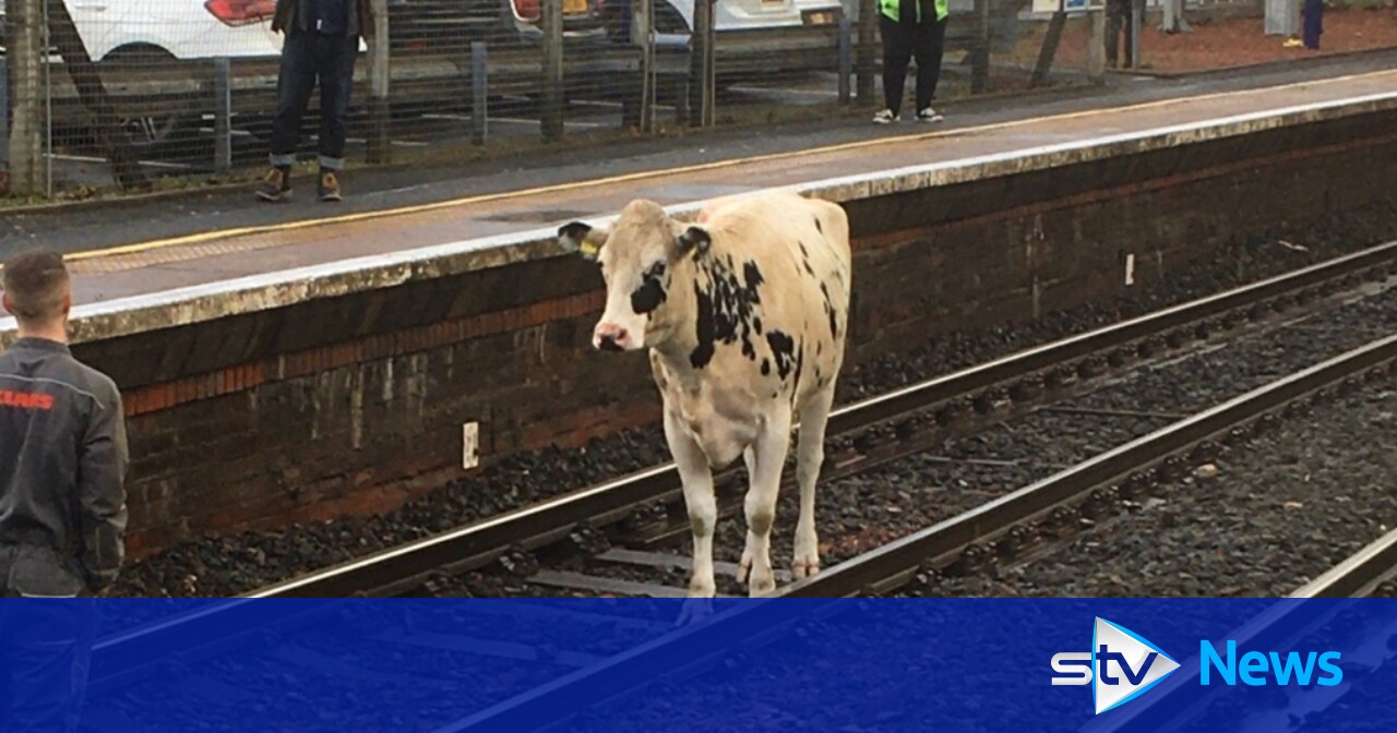 Train services delayed after cow walks down the tracks