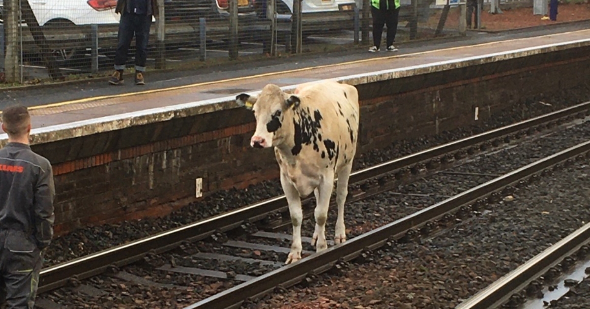 Train services delayed after cow walks down the tracks Milngavie line and stops at Hillfoot Station