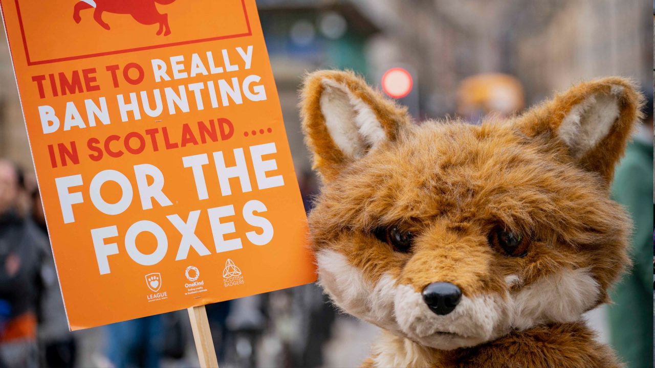 Hundreds attend march in Edinburgh in support of strengthening fox