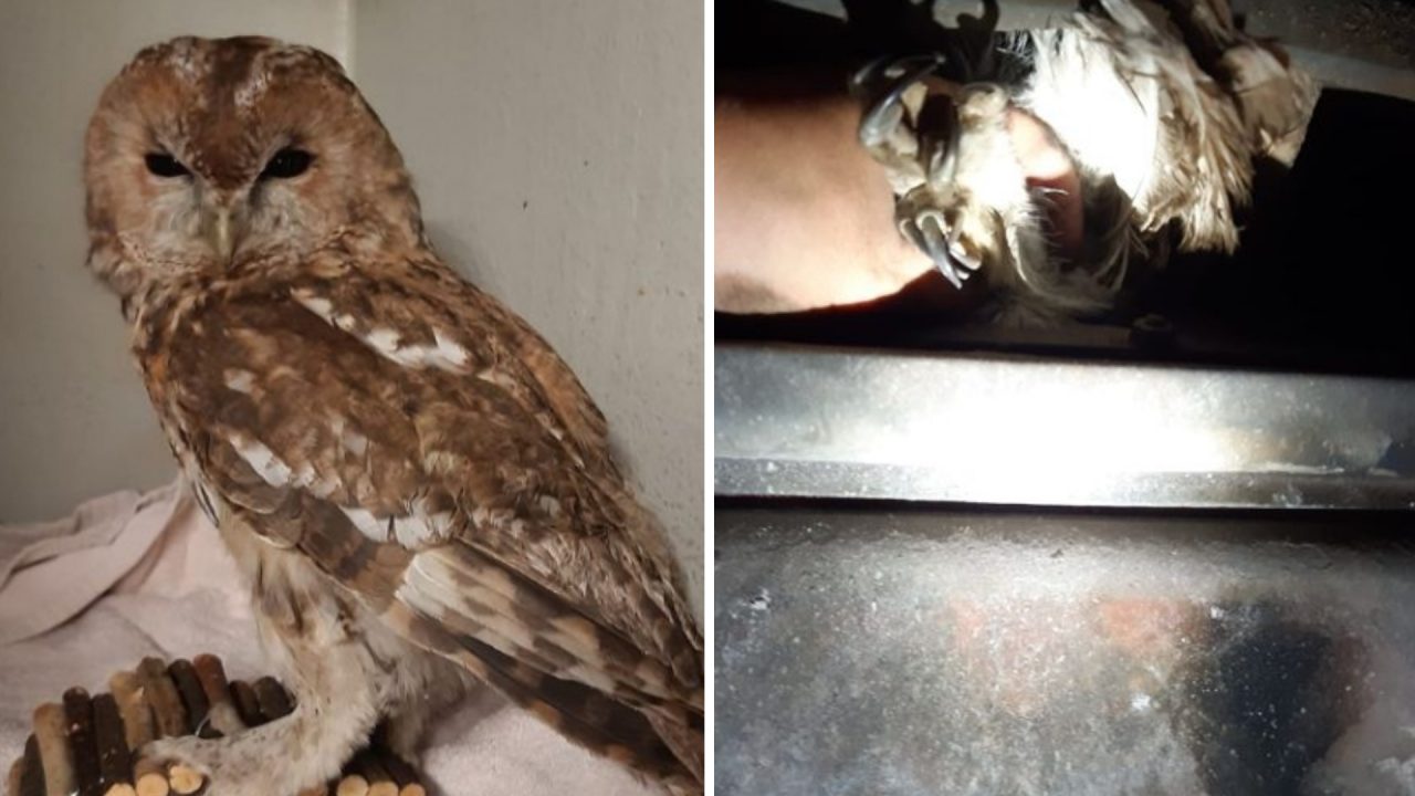 Fire crews rescue owl trapped in wood-burning stove in Aberdeen with help from Scottish SPCA