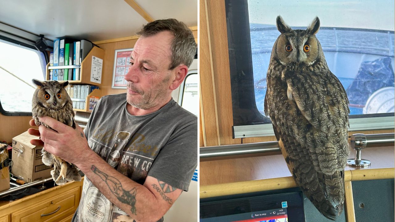 Peterhead fishing crew rescue owl attacked by seagulls 100 miles out at sea