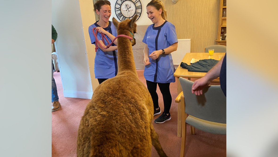 An alpaca visits the retirement home.