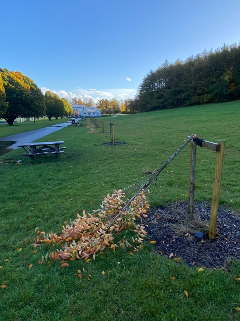 Blossom trees destroyed by vandals in Bellahouston Park.