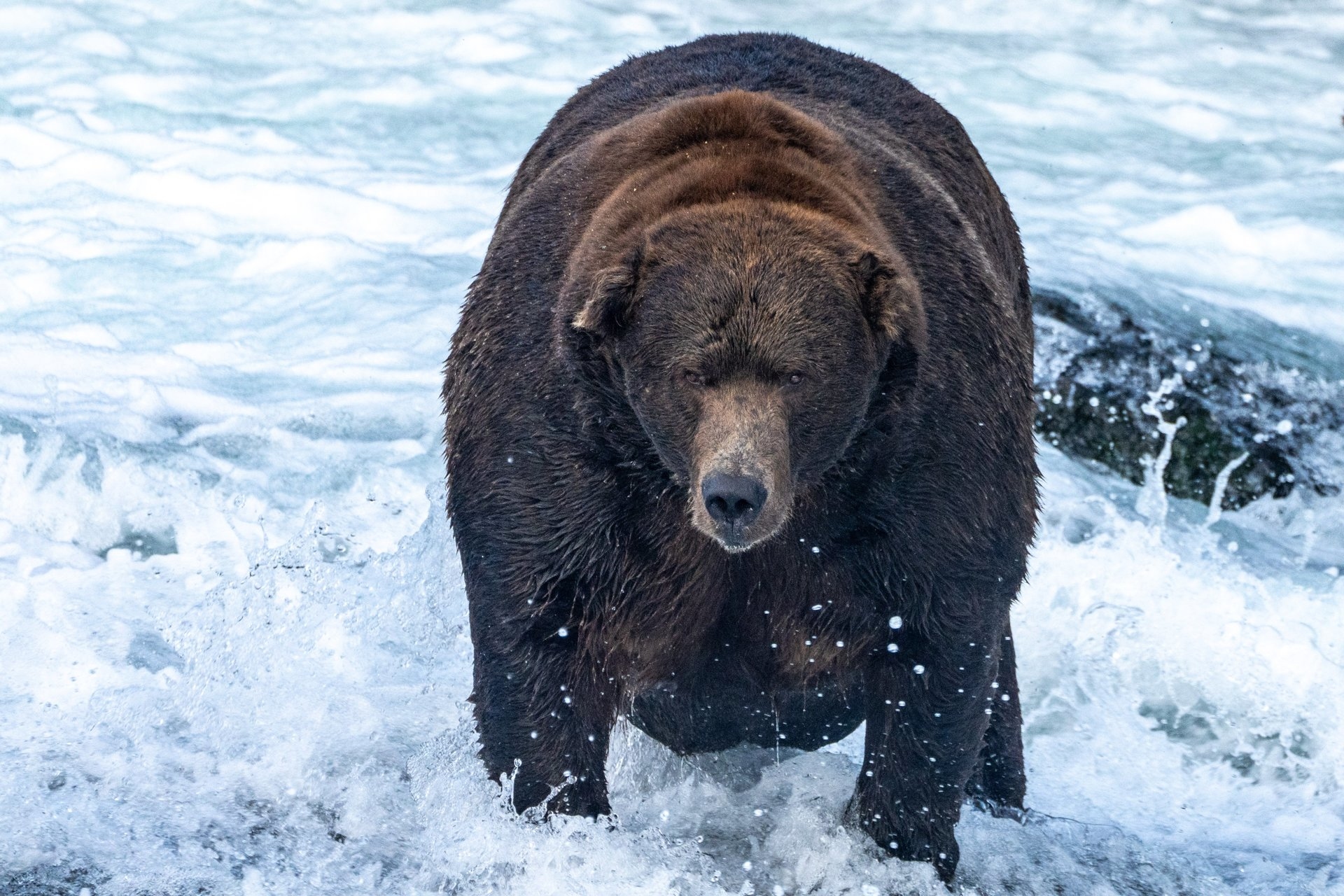 Brown bear 747 won the contest after a gruelling six-day battle. 