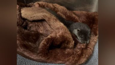 Abandoned baby otter rescued from roadside near Marr in Aberdeenshire by animal welfare charity