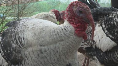 Scotland ‘will have turkeys for Christmas’ despite ‘unprecedented’ bird flu outbreak
