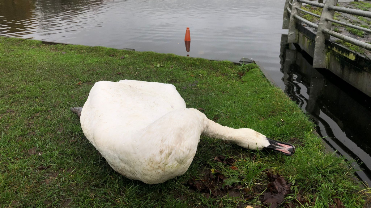 At least a dozen swans have been found dead, but that number is expected to rise.