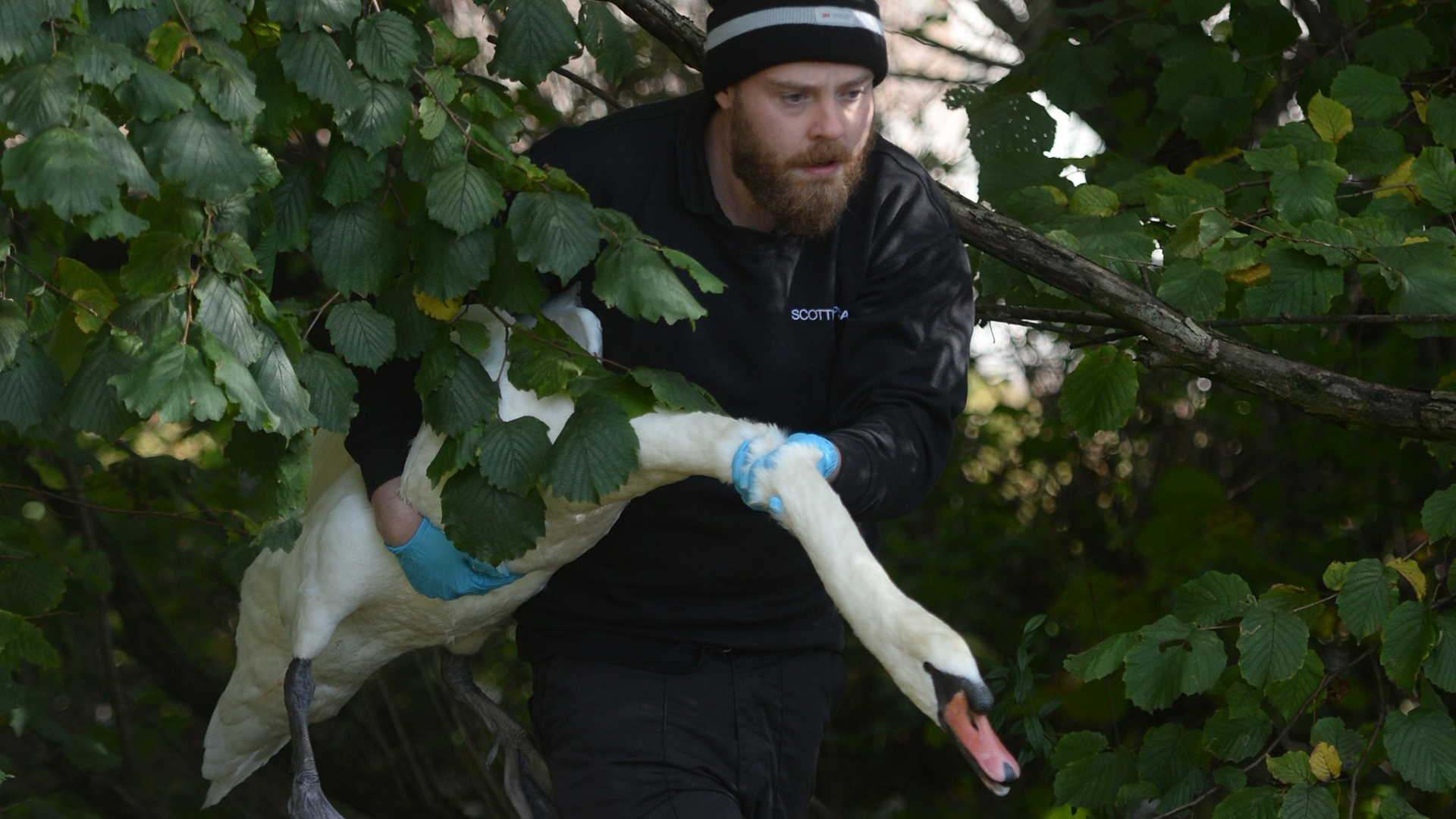 A heroic Scottish SPCA officer removed the swan