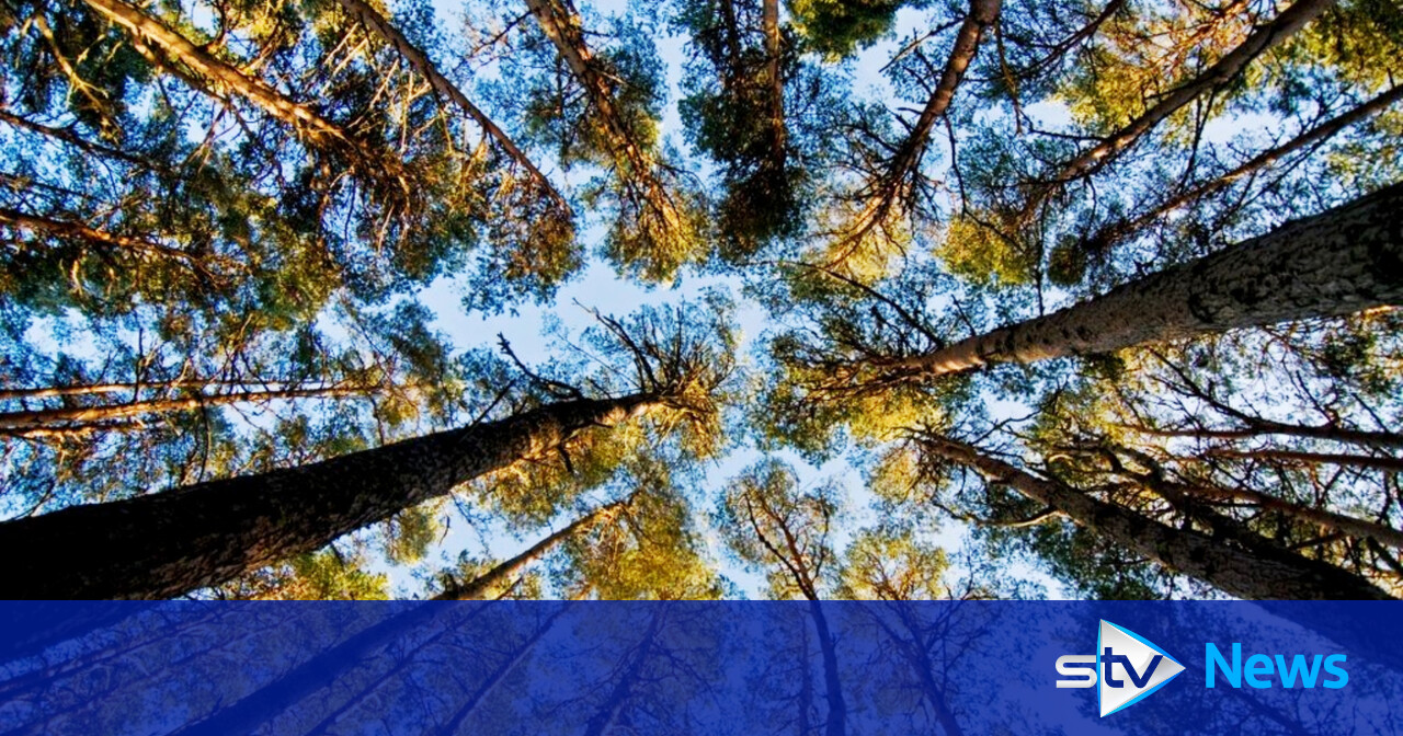 Caledonian Forest: Did you know that Scotland was once a massive ...