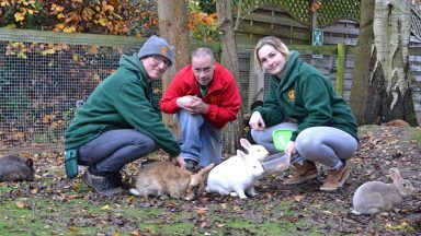 Welfare charity call for ban on rabbit sales and breeding as rescue centres face rise in abandoned pets