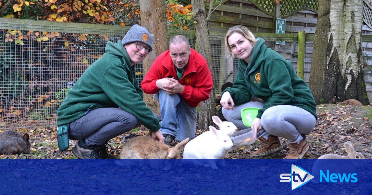 Welfare charity call for ban on rabbit sales and breeding as rescue