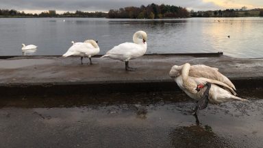 Bird flu fears at Glasgow park as at least 12 swans found dead amid ‘highly infectious’ virus