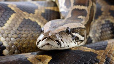 Toddler bitten and dragged into swimming pool by ten-foot python in Australia