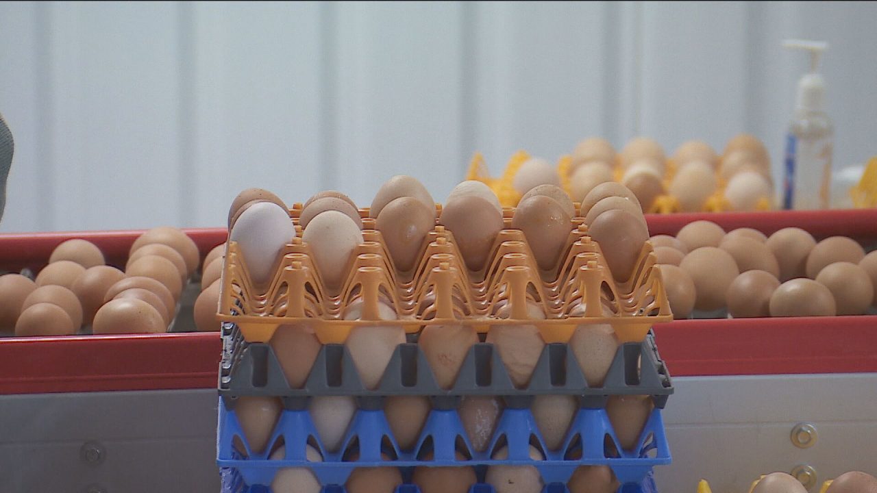 Eggs are seen being packed