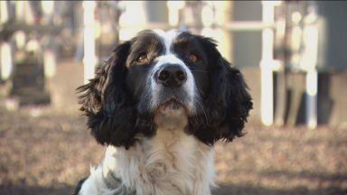 Sniffer dog used to detect electrical network faults