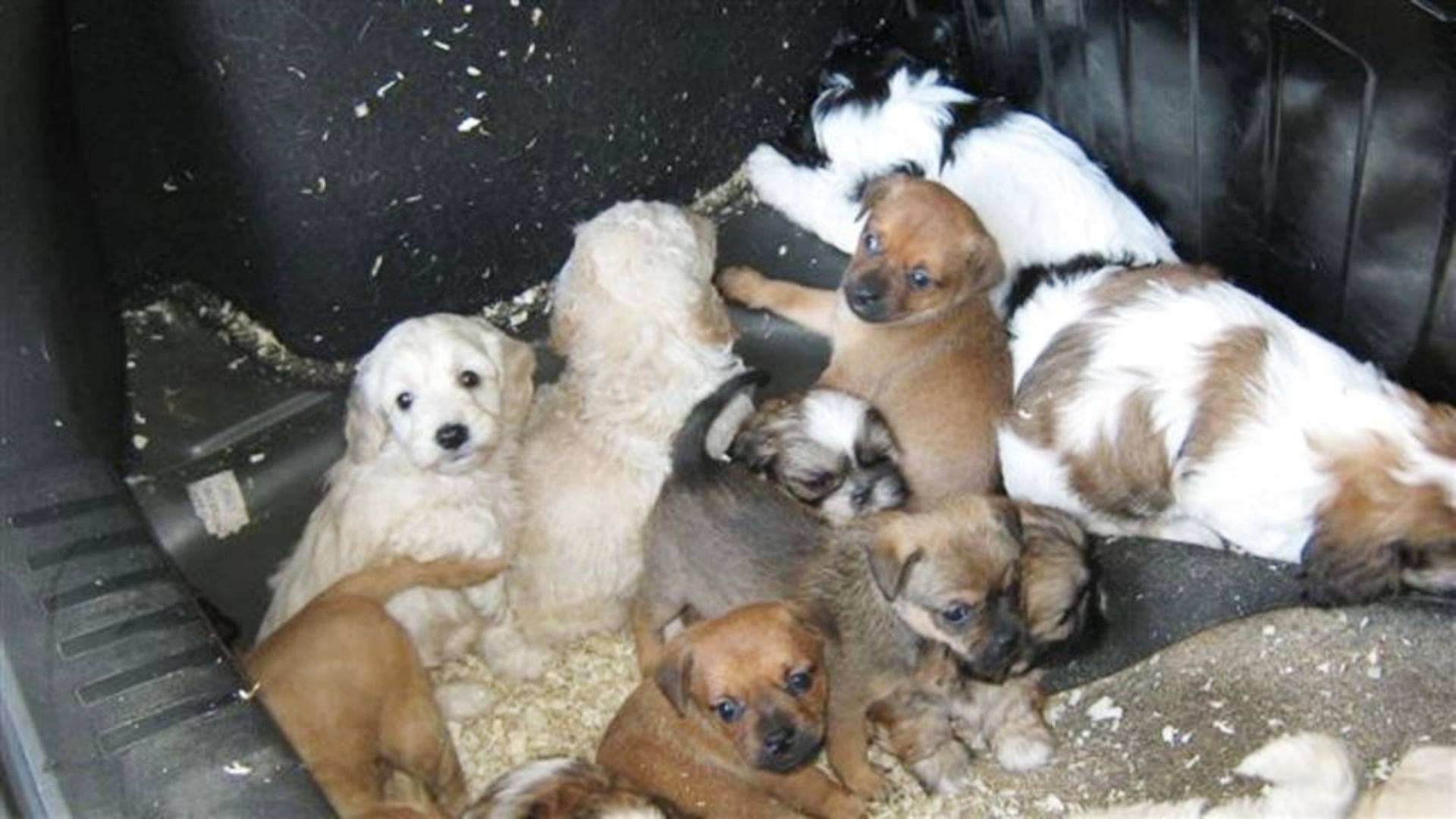 Puppies found in the boot of a vehicle