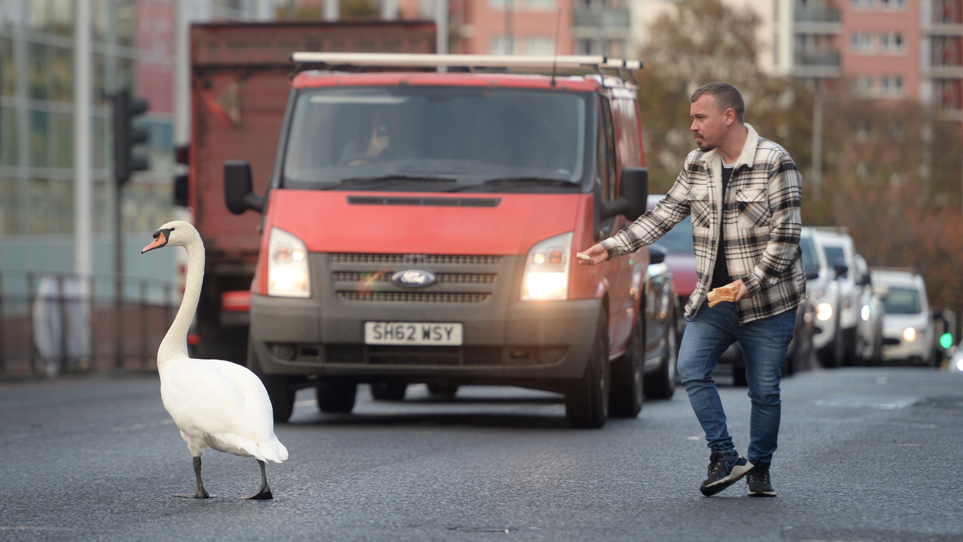 The bolshy swan was not interested in the efforts to remove him from the road with bread.