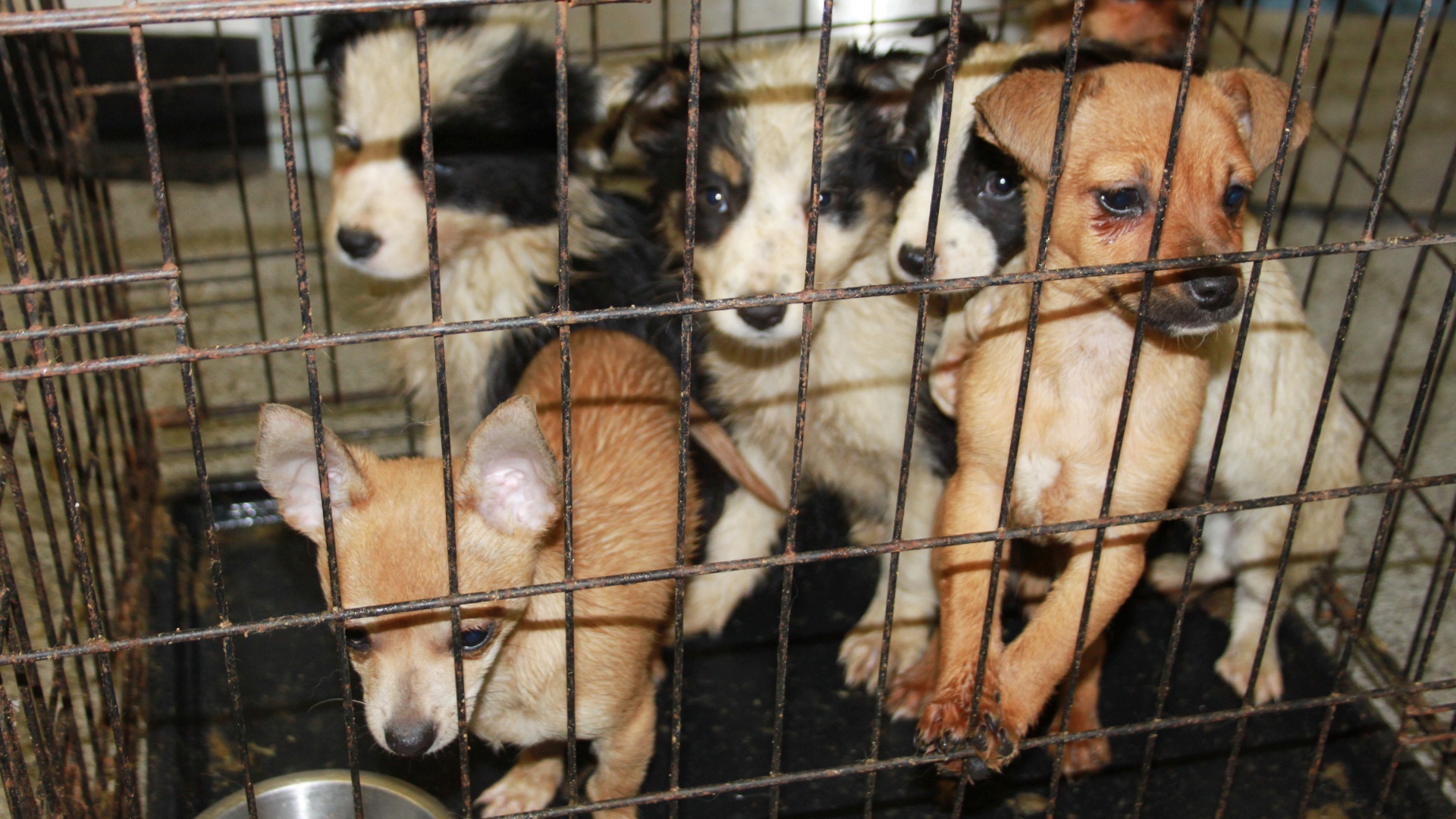 Many dogs raised on puppy farms suffer from serious health problems. 