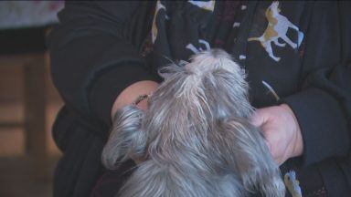 Dog rescue centre closes doors to new rescues due to demand