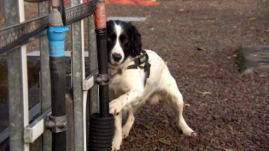 Scottish Power Energy Networks recruits springer spaniel Jac to sniff out faults