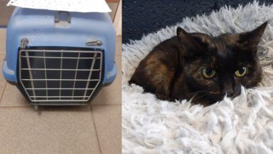 ‘Terrified’ cat found dumped in crate outside petrol station in Leith
